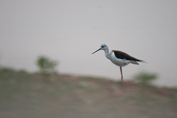 A beautiful black winged stilt stands gracefully in shallow water near a muddy lakeshore. The foreground is well blurred.