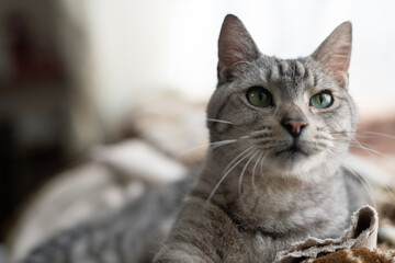 見つめる可愛い猫　サバトラ猫