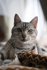 見つめる可愛い猫　サバトラ猫