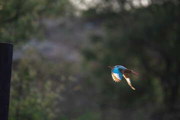 A vibrant White throated kingfisher in mid flight, showcasing its striking blue wings and reddish beak against a blurred background.