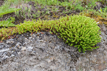 Bush of wild Sedum alpestre growing on a rocky outcrop