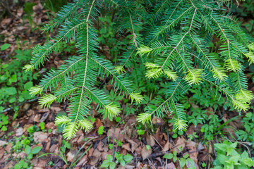 Branches of small silver fir with old and young needles
