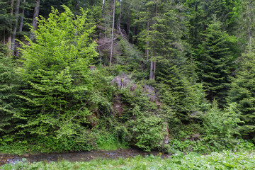 Section of forest on steep mountain slope in overcast day