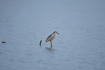 A beautiful black crowned night heron balances gracefully on one leg in calm, shallow water with a serene blue backdrop.