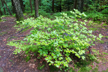 Young beech growing in mountain forest in overcast day