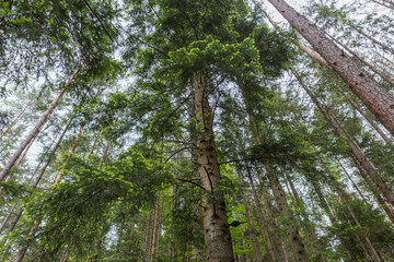 Fototapeta premium Old silver fir with old and young needles on branches