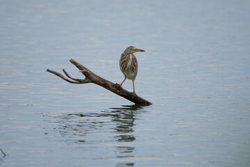 A pond heron standing gracefully on a slanted dry branch over calm water. the birds reflection and...
