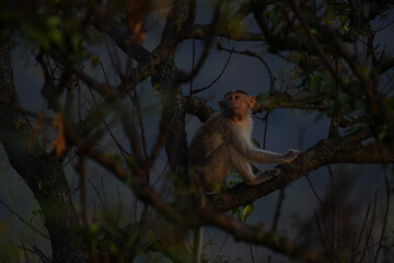 A wild monkey peacefully perched on a tree branch, surrounded by dense foliage and natural forest...