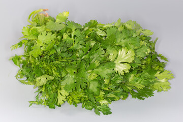 Leaves of young cilantro gathered in bundle on gray background