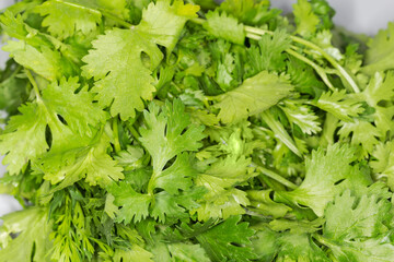 Leaves of young cilantro gathered in bundle close-up