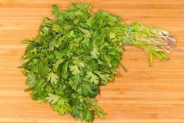 Bundle of young cilantro stems with roots on cutting board