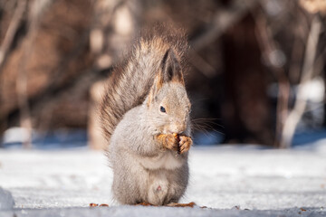 The squirrel in winter sits on white snow.