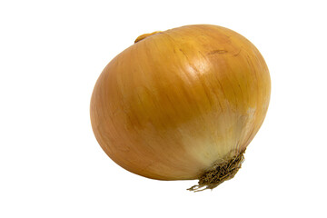 a single onion on a white background