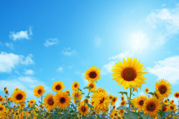Fototapeta premium Sunflower Field Under Clear Sky in Summer Season