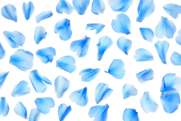 a lot of blue petals on a white surface