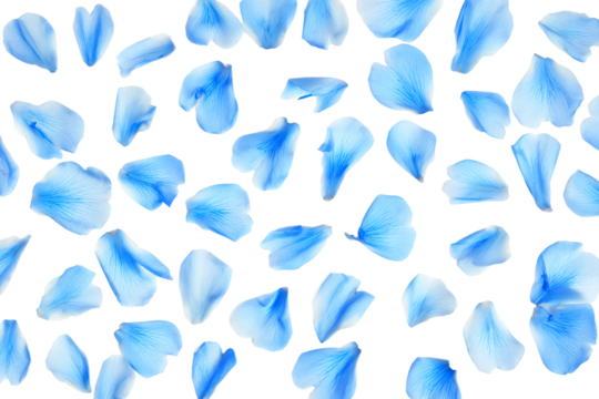 a lot of blue petals on a white surface