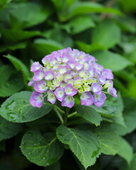 いきいきとした紫陽花