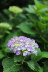 いきいきとした紫陽花