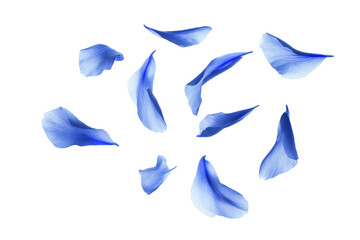 a group of blue flowers are flying in the air