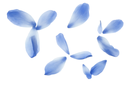 a circle of blue flowers on a white surface