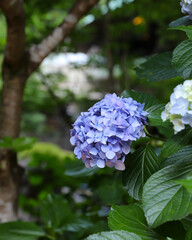 いきいきとした紫陽花