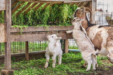 Obraz premium Goats and kids feeding from a wooden manger filled with fresh grass on a farm, enjoying a healthy meal