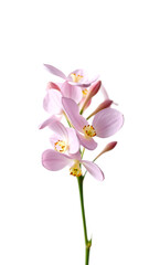 Flor com óculos isolated on white background vertical