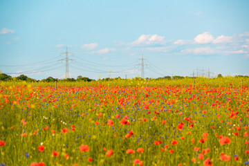 Colorful Wildflower Meadow With Electric Pylons Under a Clear Sky