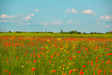 A field of vibrant red poppies and delicate blue and white wildflowers stretches under a clear blue sky, with power lines and trees in the distance