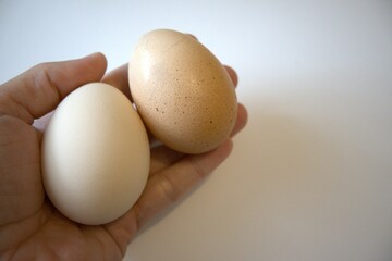Two brown chicken eggs isolated on white background in hand