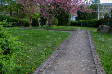 Sakura blossom
Beautiful weeping sakura in spring in a big city park.
