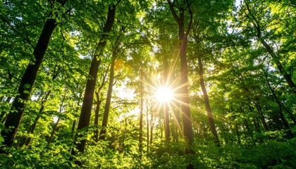 Obraz premium Sunlight streams through lush forest canopy (1)