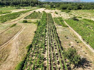 Arial View of a Vineyard in a Rural Countryside Setting