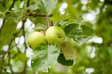 Green apples in the garden. apples on the tree. apple orchard.