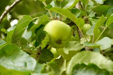 Green apples in the garden. apples on the tree. apple orchard.