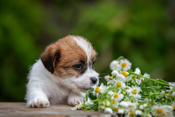 Jack Russell terrier puppy in summer flowers