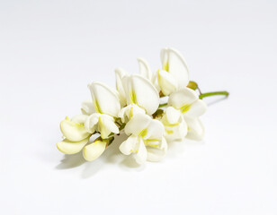 Fototapeta premium 아카시아 꽃송이