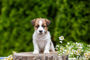 Jack Russell terrier puppy in summer flowers