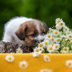 Jack Russell terrier puppy in summer flowers