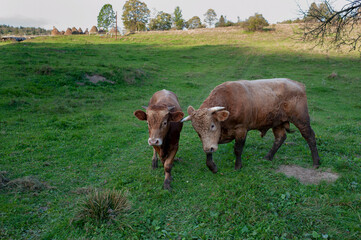 A light brown bull with horns in a free field. Fields of lush grass supplement the animals' diet...