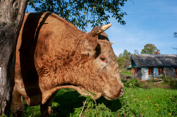 A light brown bull with horns in a free field. Fields of lush grass supplement the animals' diet...
