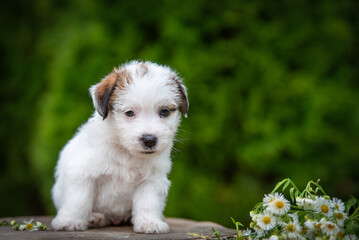 Jack Russell terrier puppy in summer flowers