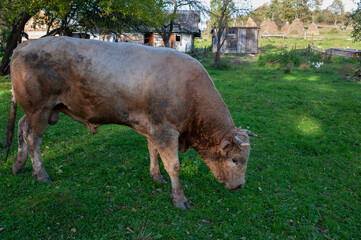 A light brown bull with horns in a free field. Fields of lush grass supplement the animals' diet with vitamins.