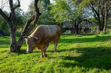 A light brown bull with horns in a free field. Fields of lush grass supplement the animals' diet with vitamins.