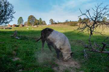 A light brown bull with horns in a free field. Fields of lush grass supplement the animals' diet with vitamins.