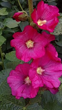 pink flower mallow. Summer blossom