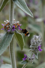 Honey bee collecting Pollen from flowers with Pollen on the leg