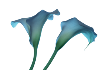 two blue flowers are in a vase