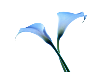 two blue flowers are in a vase on a table