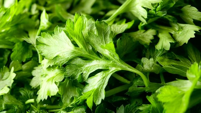 Close-up of fresh parsley leaves